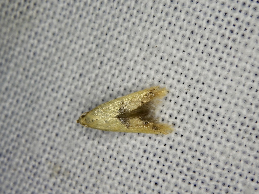 Epimarptis