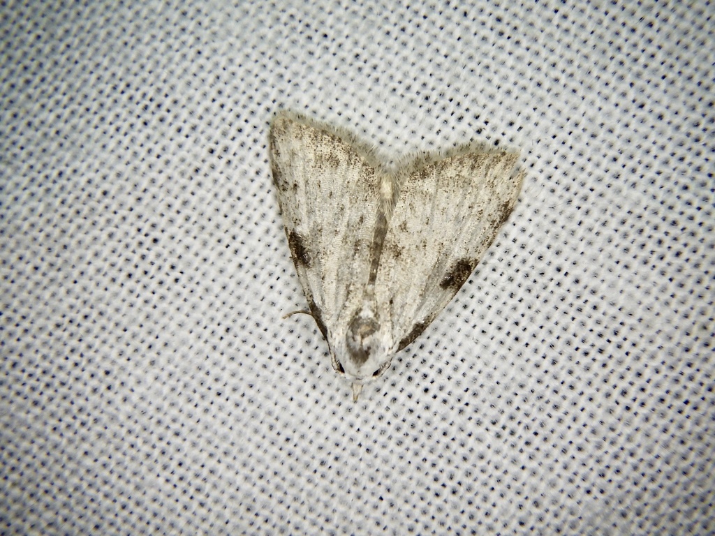 Meganola costalis