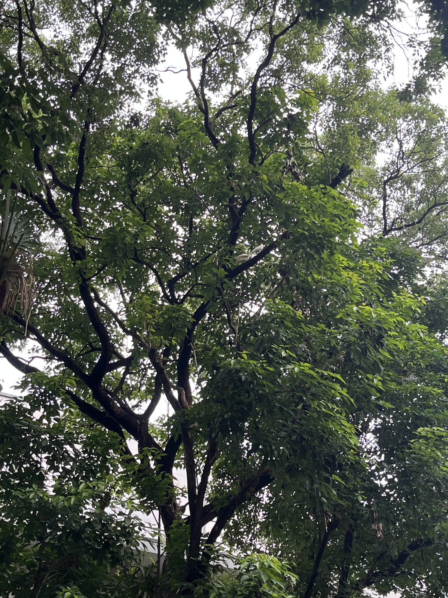 Yellow-crested Cockatoo