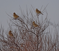 Emberiza