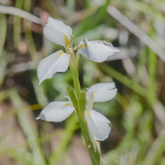 Moraea albicuspa