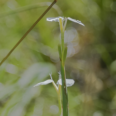 Moraea albicuspa