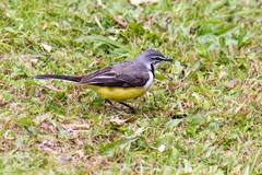 Motacilla flaviventris