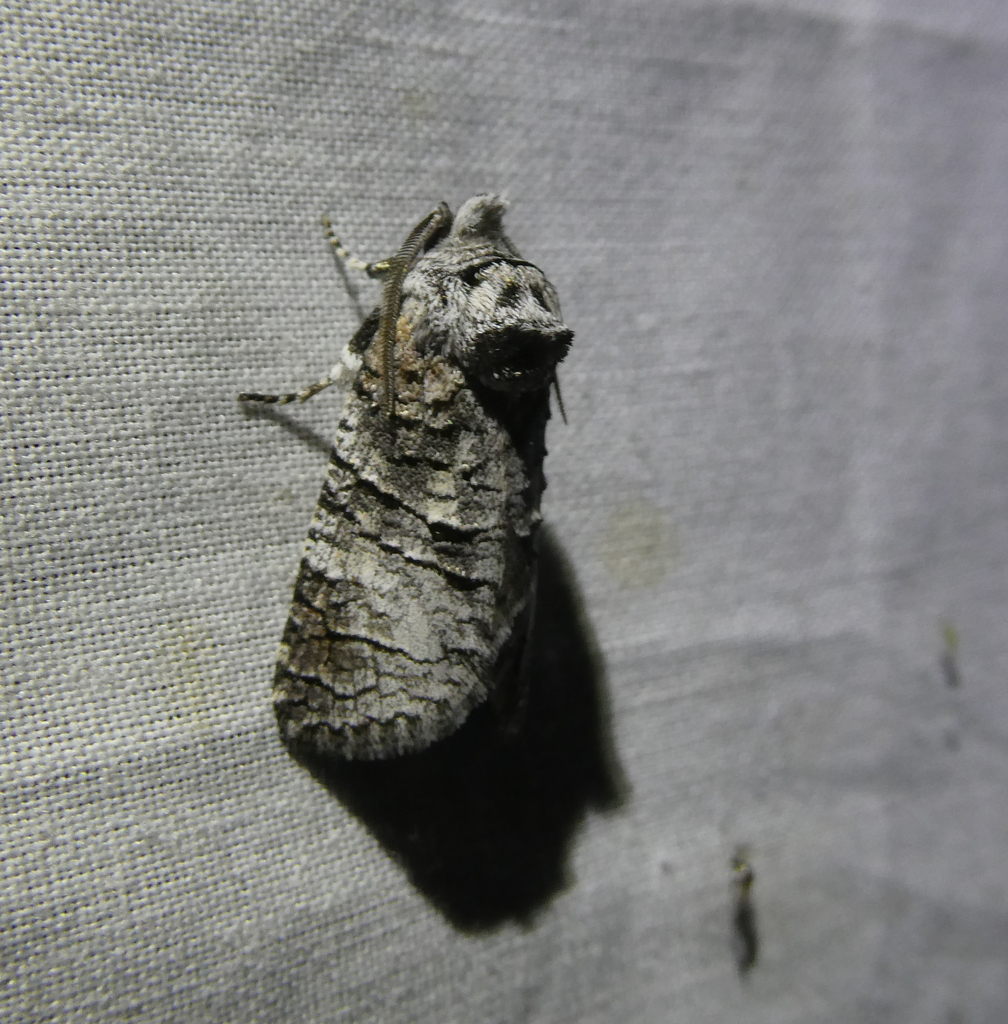 Macrocyttara pamphaea