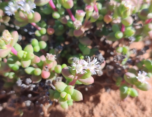 Eberlanzia sedoides