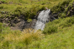 Merxmuellera macowanii