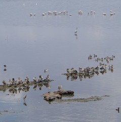 Ardea cinerea
