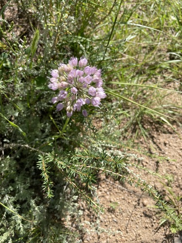 Allium senescens iNat (1)