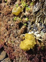 Colpomenia tuberculata