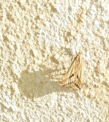 Diasemia monostigma