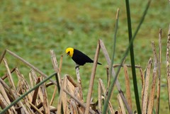 Chrysomus icterocephalus bogotensis