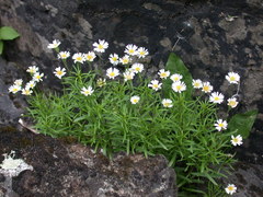 Erigeron hyssopifolius