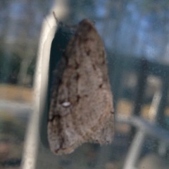 Paleacrita merriccata