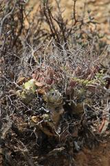 Tylecodon reticulatus