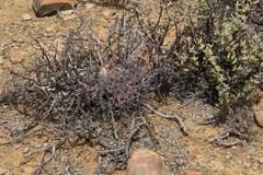 Tylecodon reticulatus