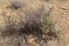 Tylecodon reticulatus