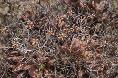 Tylecodon reticulatus