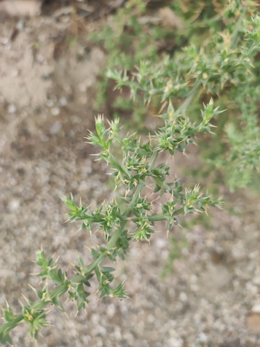 slanobyľ draslomilná (Salsola tragus)