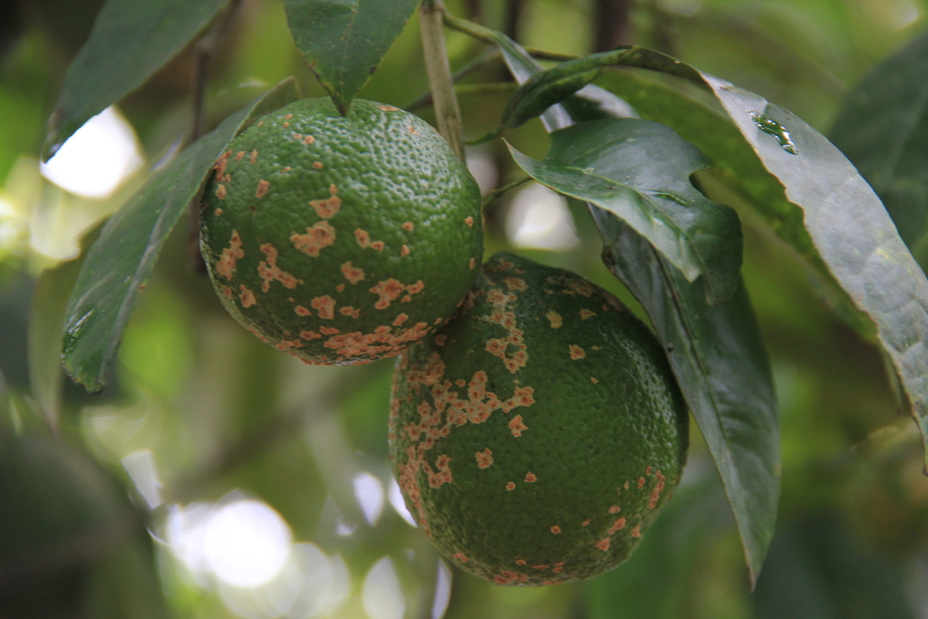 Citrus Rust Mite