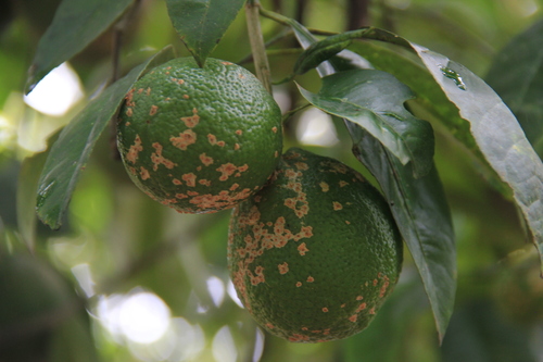 Citrus Rust Mite