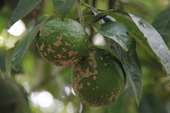Ácaro-da-falsa-ferrugem (Phyllocoptruta oleivora)