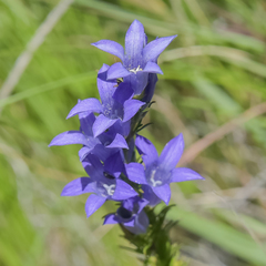 Wahlenbergia fasciculata