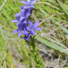 Wahlenbergia fasciculata
