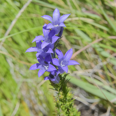 Wahlenbergia fasciculata