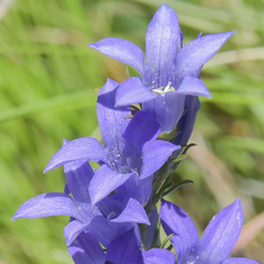 Wahlenbergia fasciculata
