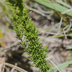 Wahlenbergia fasciculata