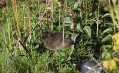Cavia aperea anolaimae