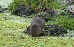 Cavia aperea anolaimae
