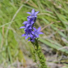 Wahlenbergia fasciculata