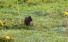 Cavia aperea anolaimae