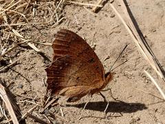 Catacroptera cloanthe cloanthe