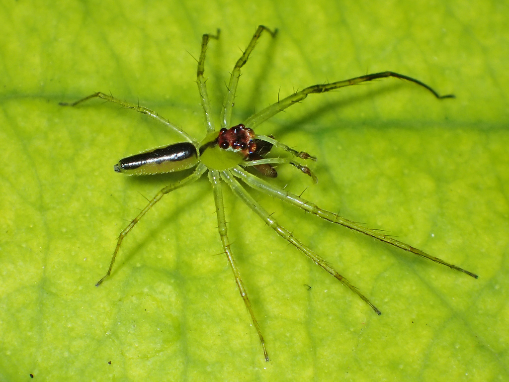 Lyssomanes antillanus