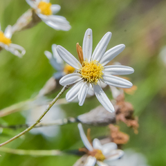 Athrixia angustissima