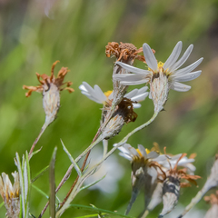 Athrixia angustissima