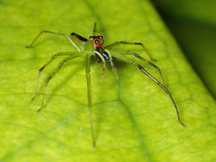 Lyssomanes antillanus