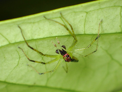 Lyssomanes antillanus