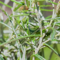 Athrixia angustissima