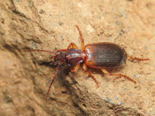 Cymindis vaporariorum