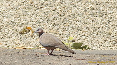 Streptopelia chinensis