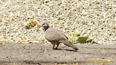 Streptopelia chinensis
