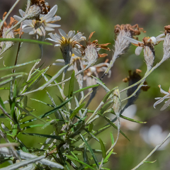 Athrixia angustissima