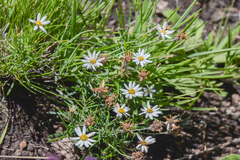 Athrixia angustissima