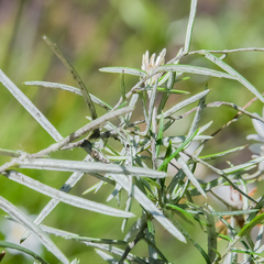 Athrixia angustissima