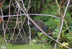 Rallus semiplumbeus