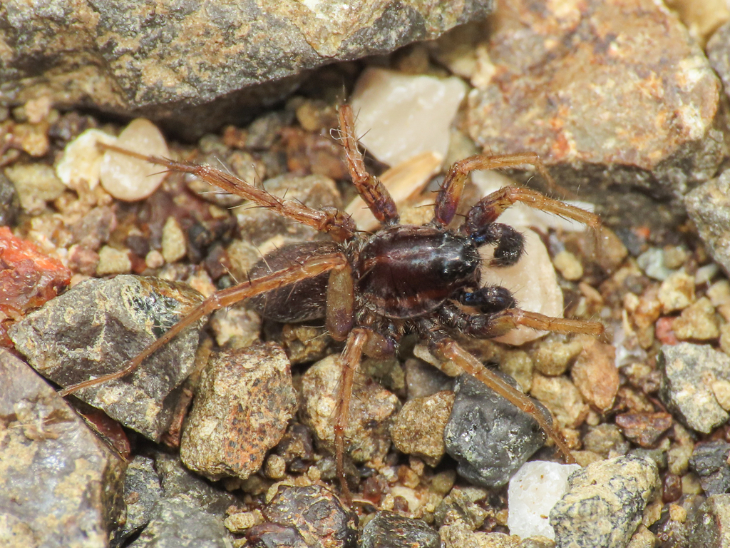 Pardosa oreophila