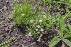 Athrixia angustissima